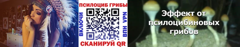 Галлюциногенные грибы Psilocybine cubensis  где продают   Сланцы 